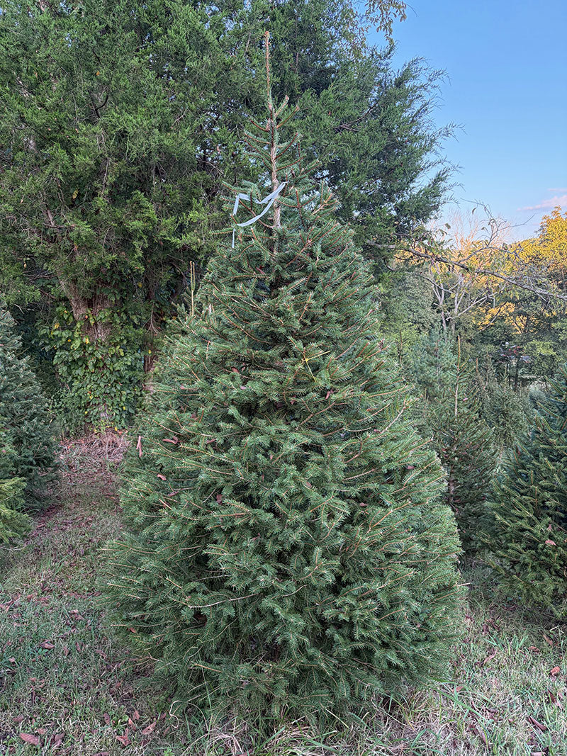 8' 10" Choose and Cut Norway Spruce, 61" Base