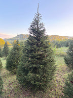8' 10" Choose and Cut Norway Spruce, 61" Base