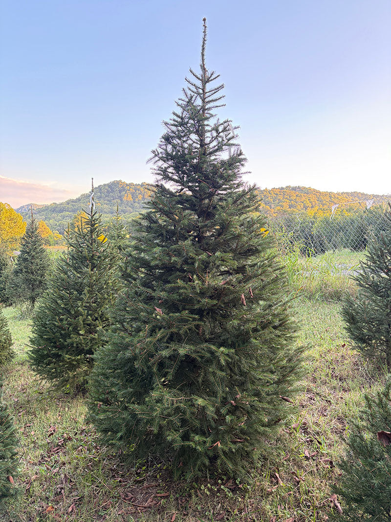 8' 10" Choose and Cut Norway Spruce, 61" Base