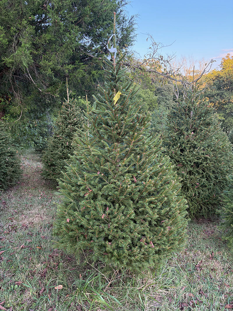 7' 4" Choose and Cut Norway Spruce, 49" Base