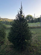 7' 4" Choose and Cut Norway Spruce, 49" Base