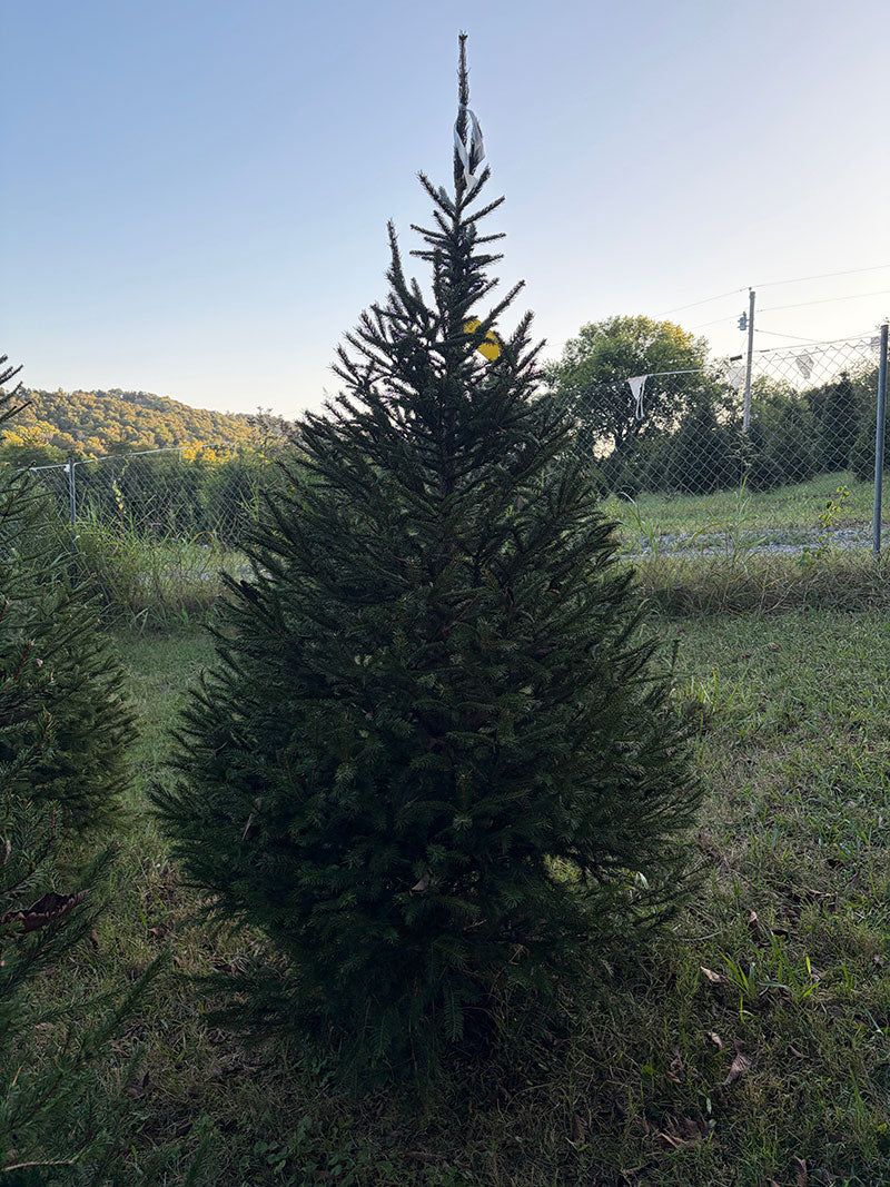 7' 4" Choose and Cut Norway Spruce, 49" Base