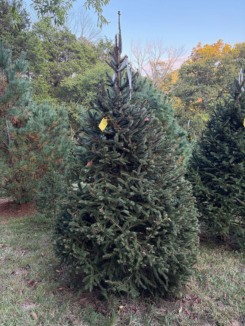 8' Choose and Cut Norway Spruce, 63" Base