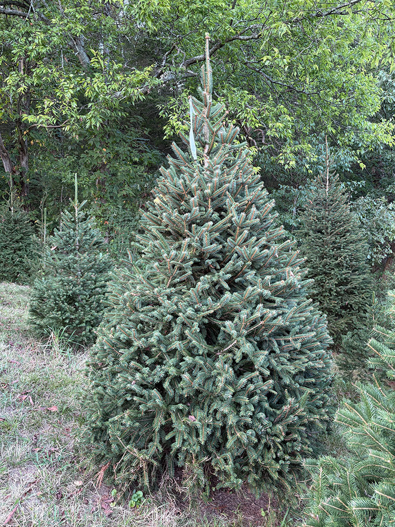 8' Choose and Cut Norway Spruce, 63" Base