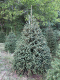 8' Choose and Cut Norway Spruce, 63" Base