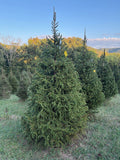 9' 2" Choose and Cut Norway Spruce, 63" Base