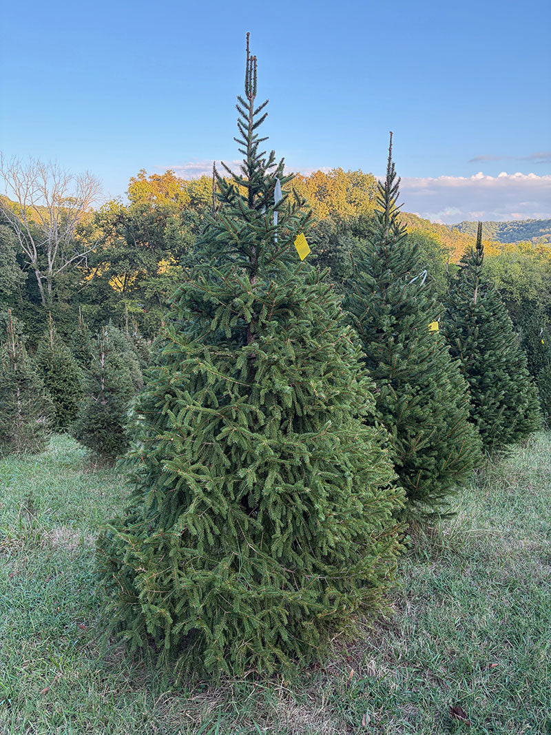 9' 2" Choose and Cut Norway Spruce, 63" Base