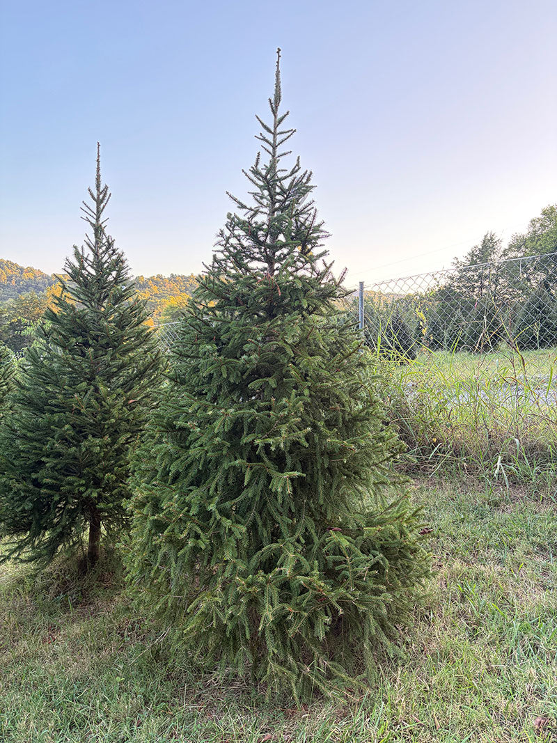 9' 2" Choose and Cut Norway Spruce, 63" Base
