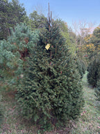 7' 10" Choose and Cut Norway Spruce, 58" Base