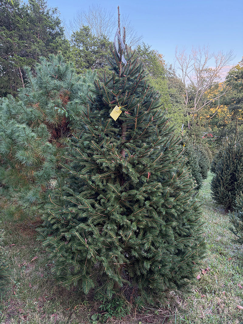 7' 10" Choose and Cut Norway Spruce, 58" Base