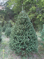 7' 10" Choose and Cut Norway Spruce, 58" Base