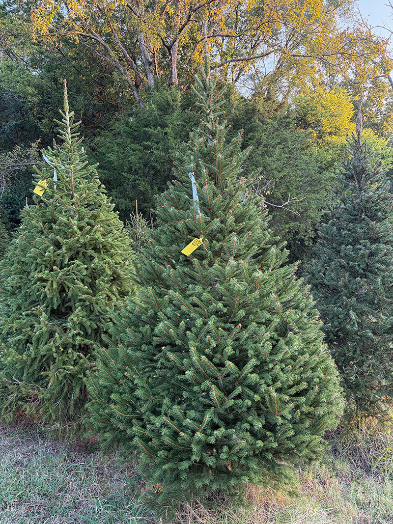 9' 2" Choose and Cut Norway Spruce, 57" Base