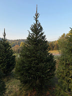 9' 2" Choose and Cut Norway Spruce, 57" Base