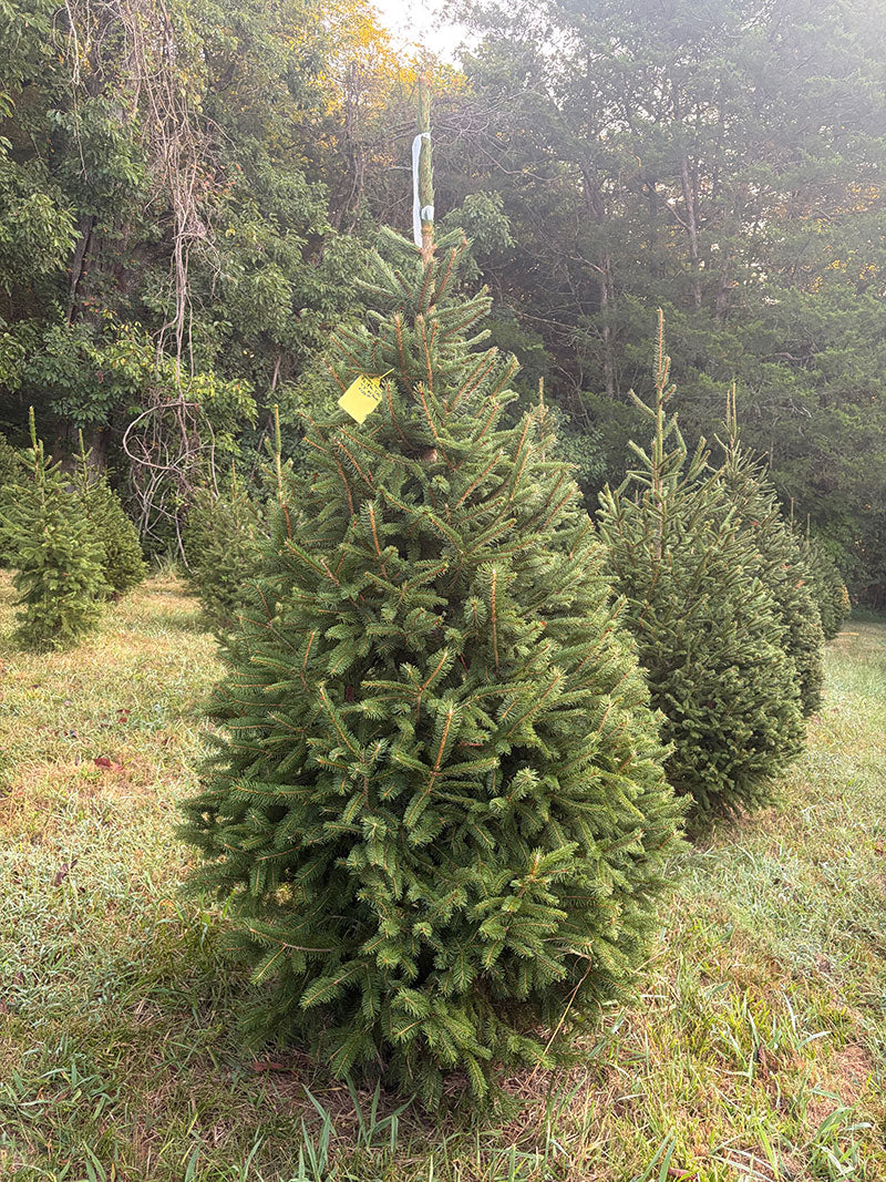 7' 2" Choose and Cut Norway Spruce, 49" Base