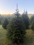 7' 2" Choose and Cut Norway Spruce, 49" Base