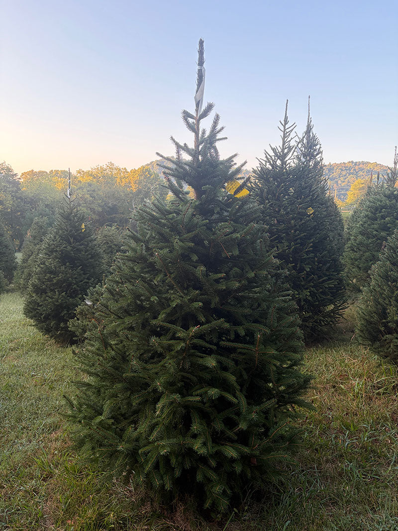 7' 2" Choose and Cut Norway Spruce, 49" Base