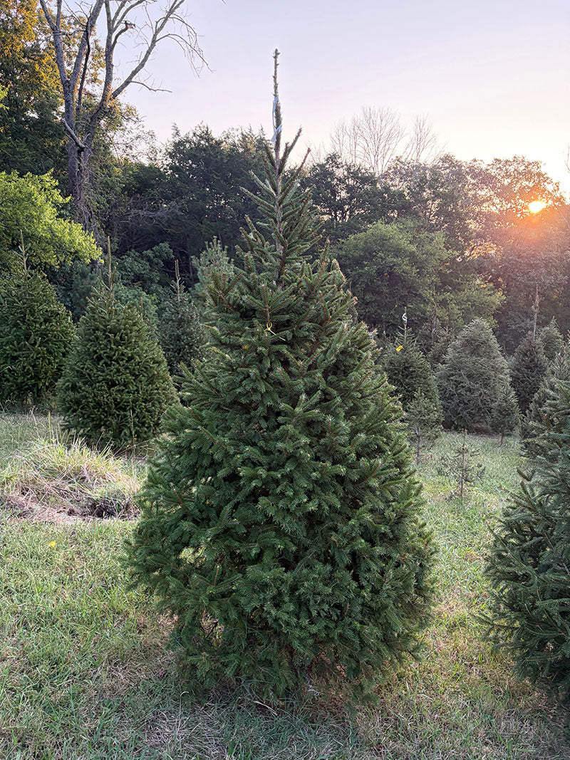 8' 2" Choose and Cut Norway Spruce, 51" Base