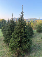 8' 2" Choose and Cut Norway Spruce, 51" Base