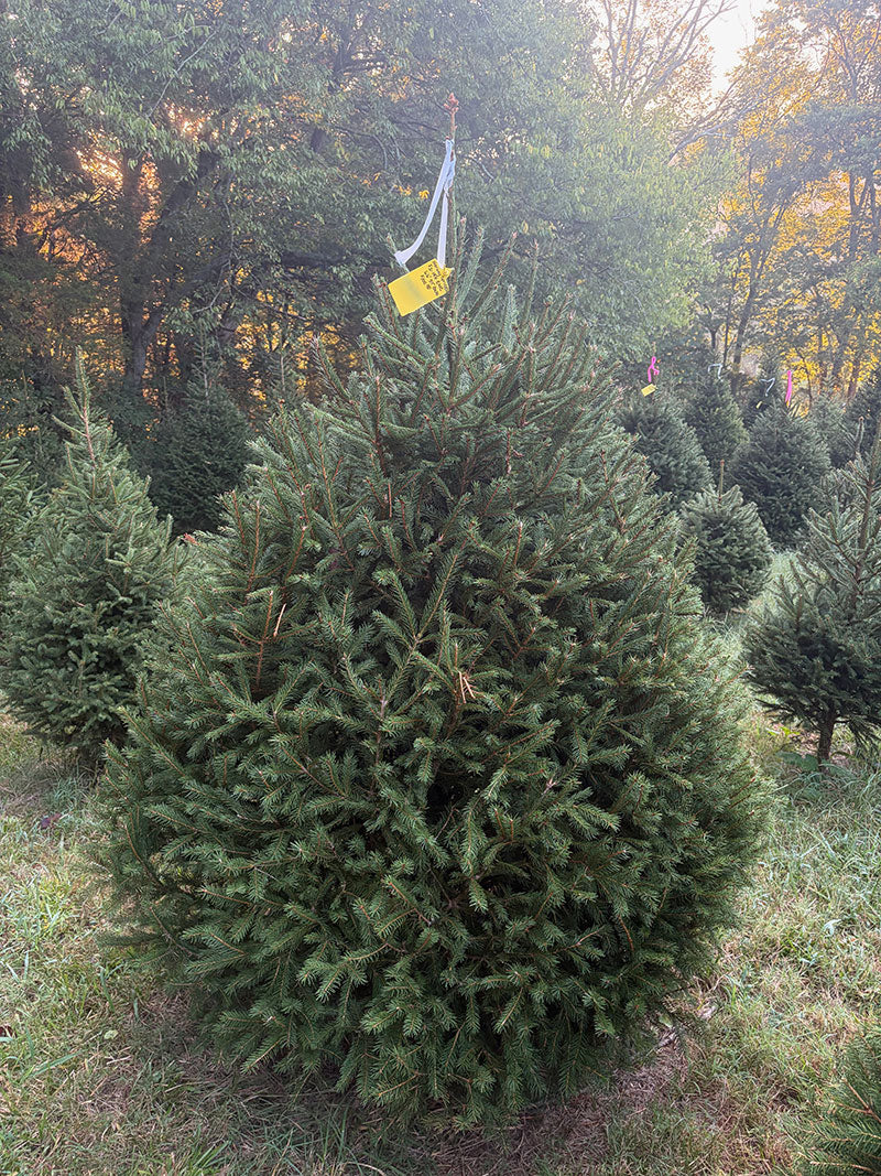 6' 6" Choose and Cut Norway Spruce, 57" Base