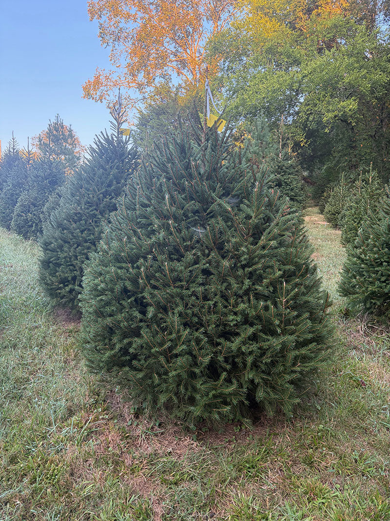 6' 6" Choose and Cut Norway Spruce, 57" Base