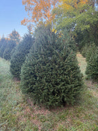 6' 6" Choose and Cut Norway Spruce, 57" Base