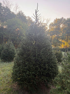 8' 7" Choose and Cut Norway Spruce, 67" Base