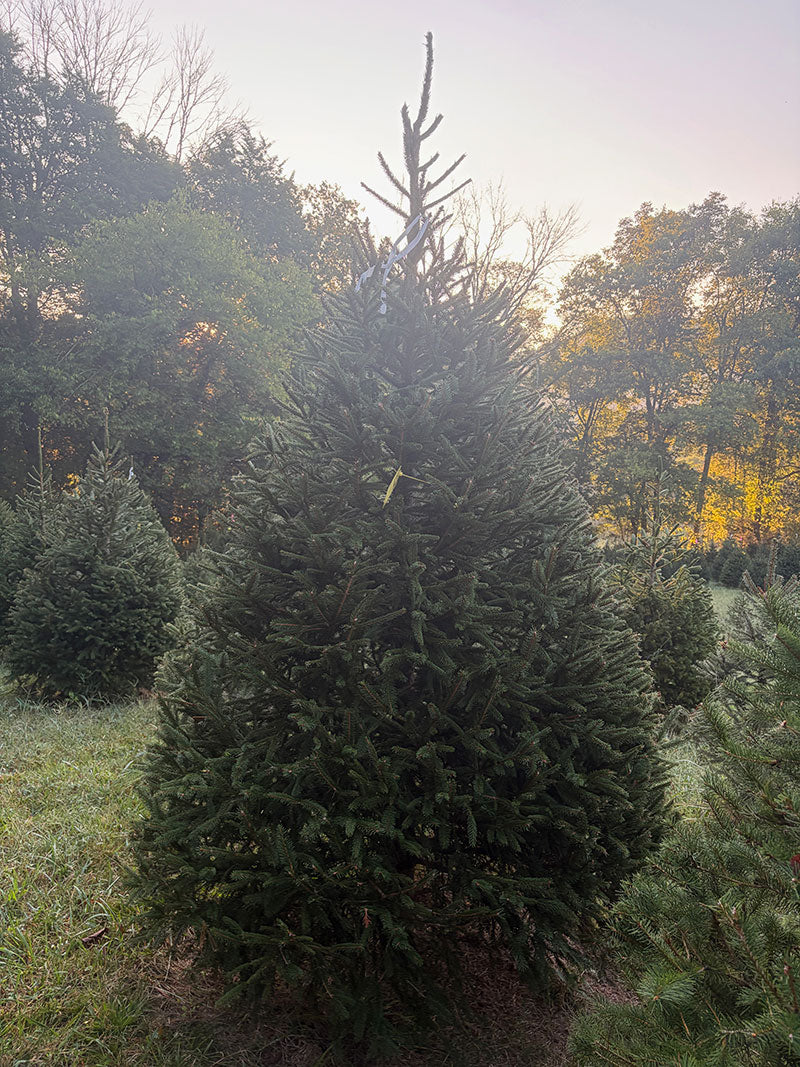 8' 7" Choose and Cut Norway Spruce, 67" Base