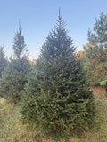 8' 7" Choose and Cut Norway Spruce, 67" Base