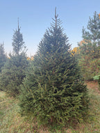 8' 7" Choose and Cut Norway Spruce, 67" Base