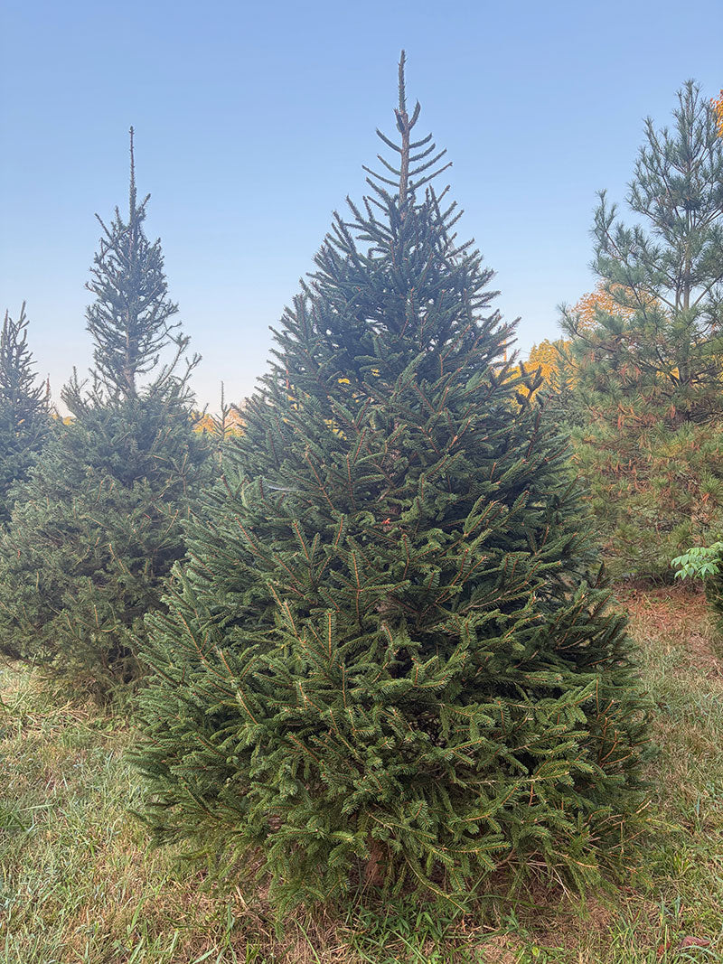 8' 7" Choose and Cut Norway Spruce, 67" Base