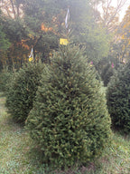 6' 10" Choose and Cut Norway Spruce, 53" Base