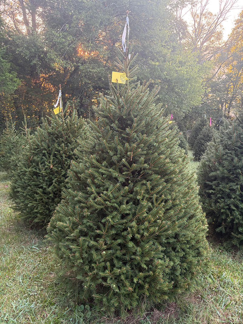 6' 10" Choose and Cut Norway Spruce, 53" Base