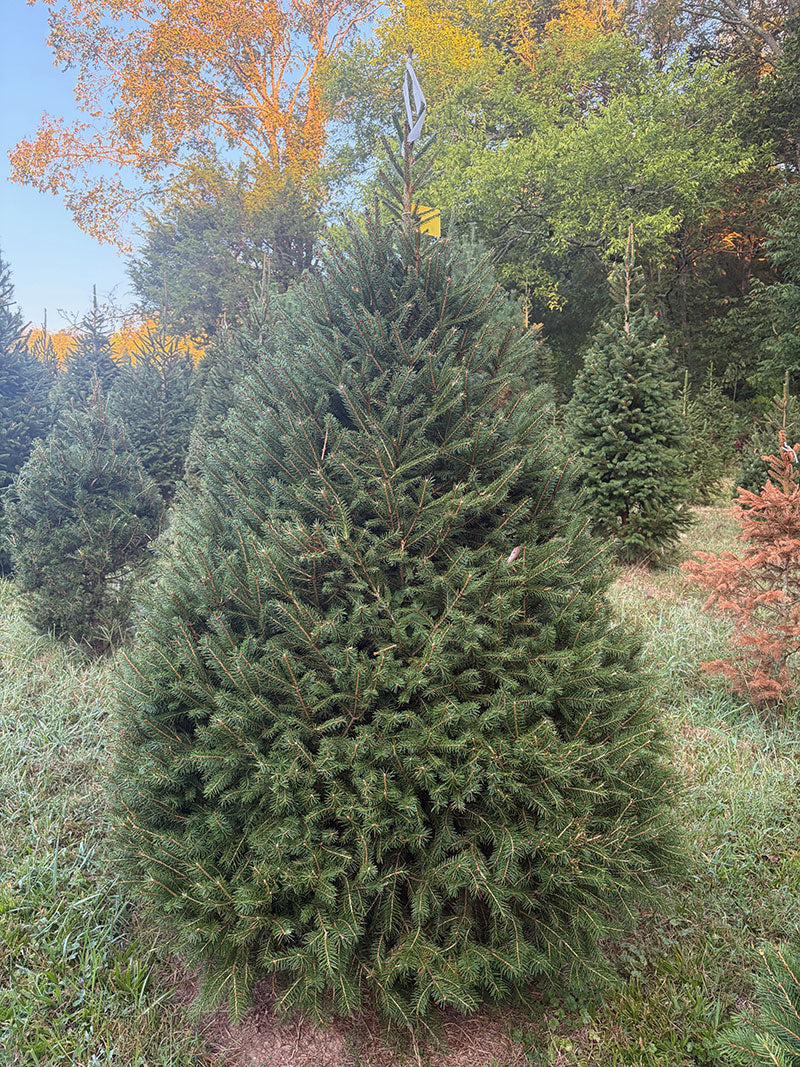 6' 10" Choose and Cut Norway Spruce, 53" Base