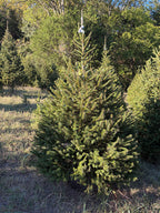 6' 11" Choose and Cut Norway Spruce, 54" Base