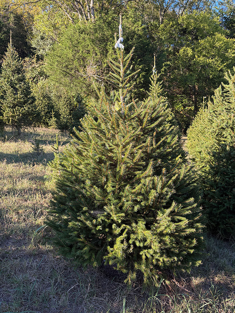 6' 11" Choose and Cut Norway Spruce, 54" Base