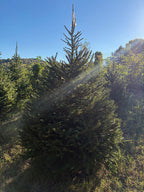 6' 11" Choose and Cut Norway Spruce, 54" Base