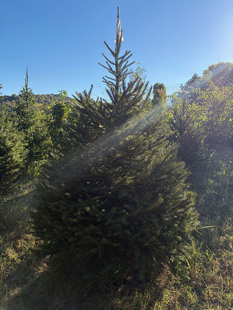 6' 11" Choose and Cut Norway Spruce, 54" Base