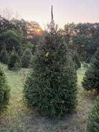 8' 7" Choose and Cut Norway Spruce, 59" Base