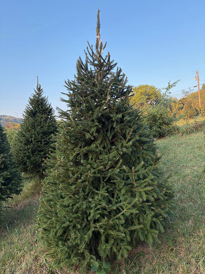 8' 7" Choose and Cut Norway Spruce, 59" Base