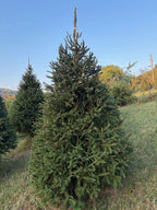 8' 7" Choose and Cut Norway Spruce, 59" Base