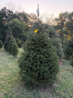 7' 4" Choose and Cut Norway Spruce, 52" Base