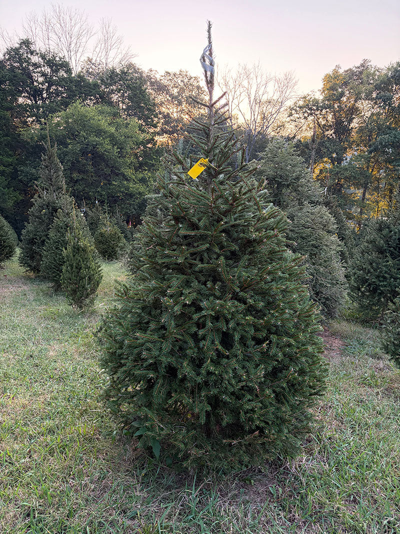 7' 4" Choose and Cut Norway Spruce, 52" Base