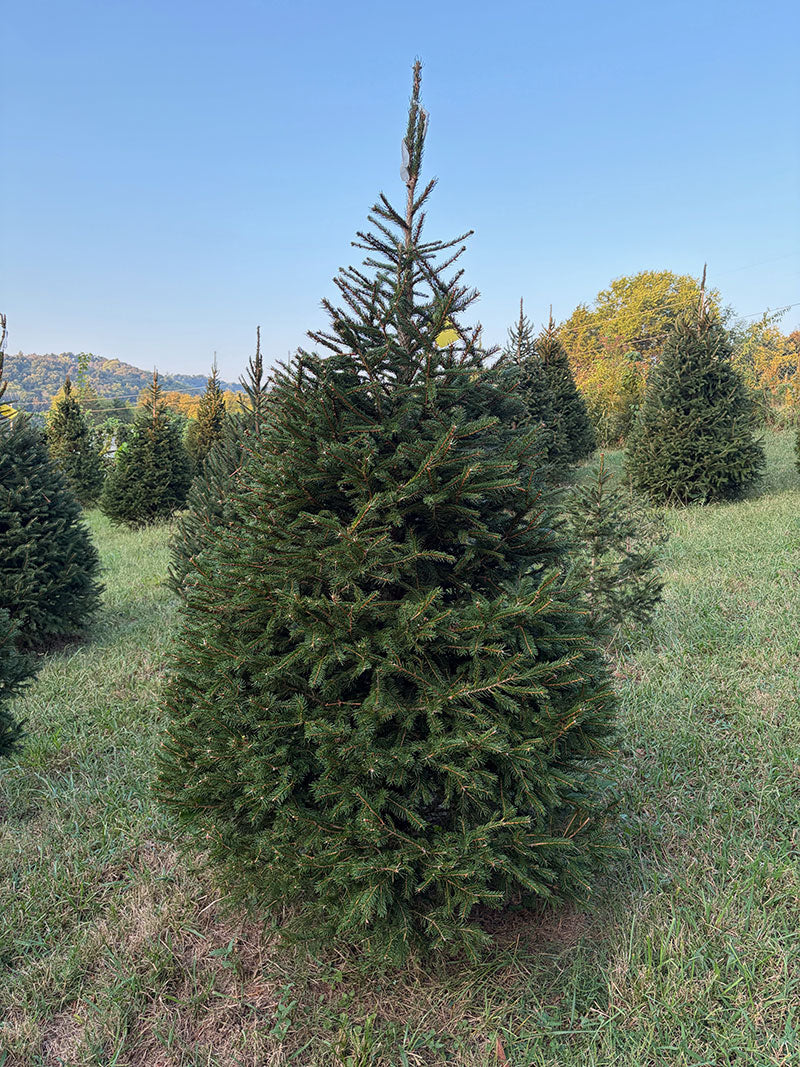 7' 4" Choose and Cut Norway Spruce, 52" Base
