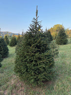 7' 4" Choose and Cut Norway Spruce, 52" Base