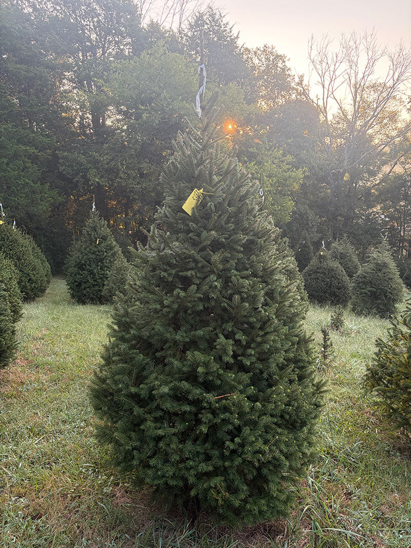 7' 7" Choose and Cut Norway Spruce, 49" Base