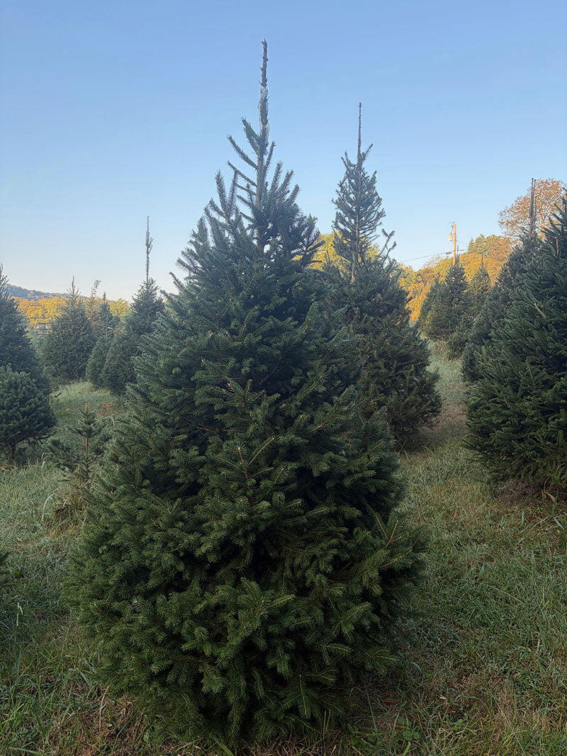 7' 7" Choose and Cut Norway Spruce, 49" Base