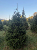 7' 7" Choose and Cut Norway Spruce, 49" Base