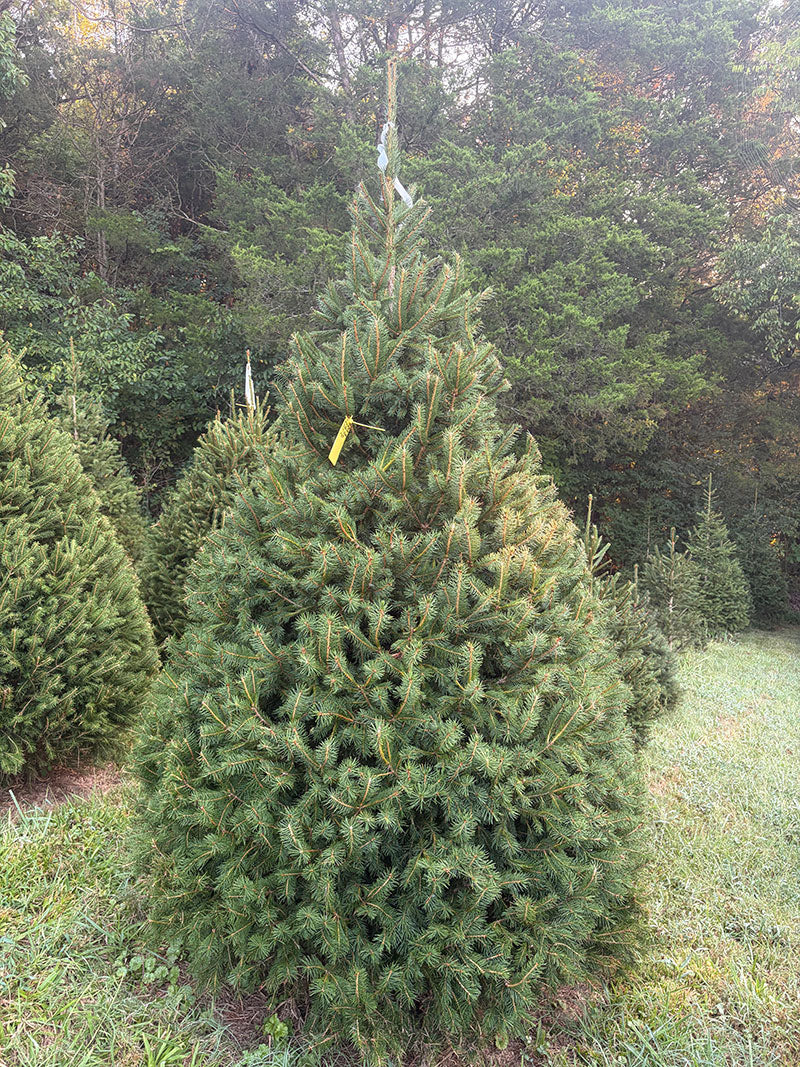 7' 11" Choose and Cut Norway Spruce, 58" Base