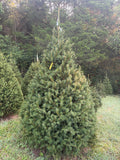 7' 11" Choose and Cut Norway Spruce, 58" Base