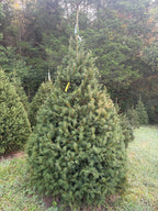 7' 11" Choose and Cut Norway Spruce, 58" Base